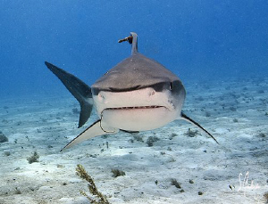This small Tiger Shark followed us from reef to reef and ... by Steven Anderson 